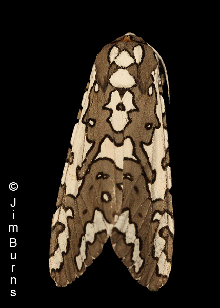 Zuni Tiger Moth, Arizona